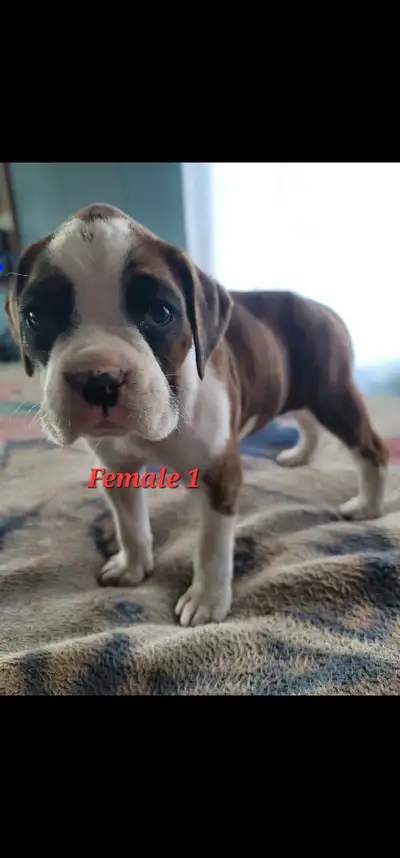 Boxer puppies., View more