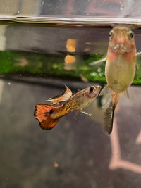 Cobra guppies available now! 