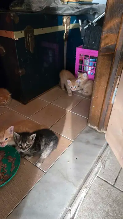 Little kittens need a home 4389697795, View more