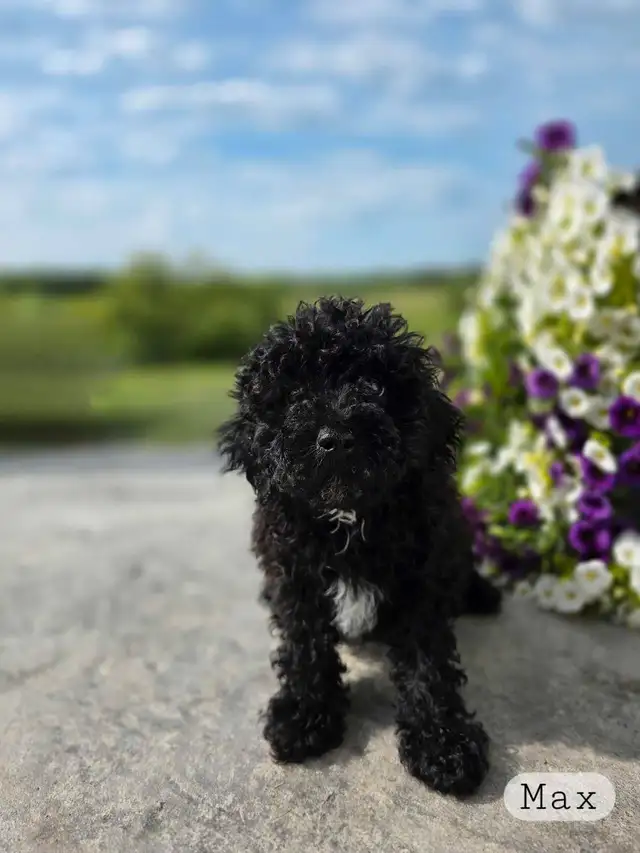 Poodle puppies in Dogs & Puppies for Rehoming in Winnipeg - Image 5