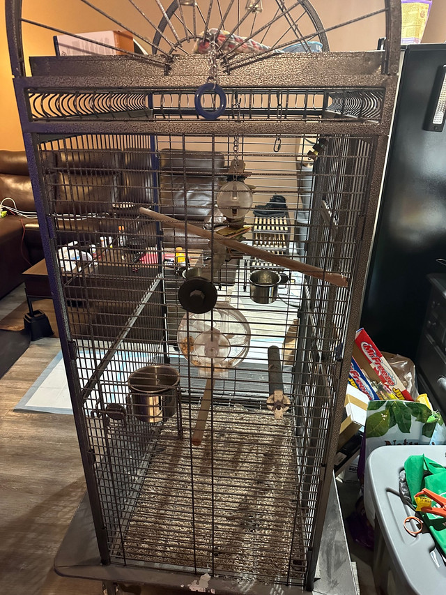 Parrot Cage in Birds for Rehoming in Oshawa / Durham Region