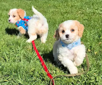 For more info text 905 869 7296 We are looking for the right home/ family. We have beautiful sweet b...