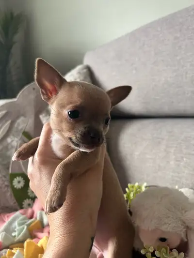 Chihuahua, View more