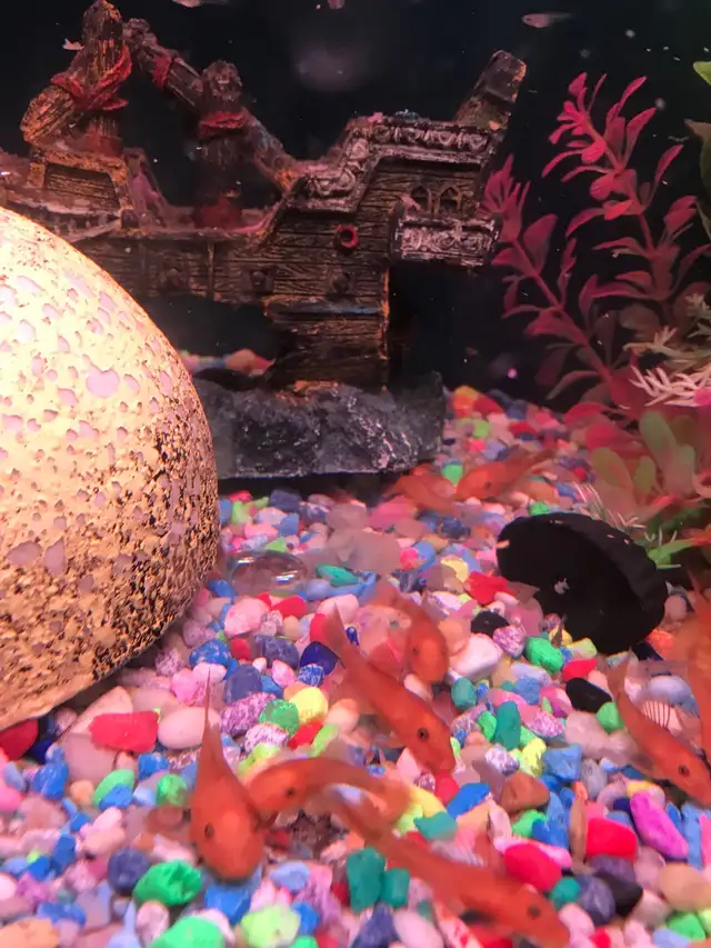 Red Bristle Nose Plecos in Fish for Rehoming in Woodstock - Image 5