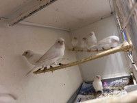 White canaries for sale 