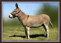  Registered mini donkey 