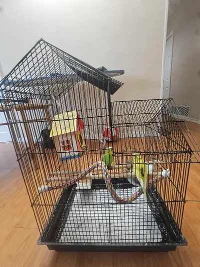pair birds $50 including case, View more