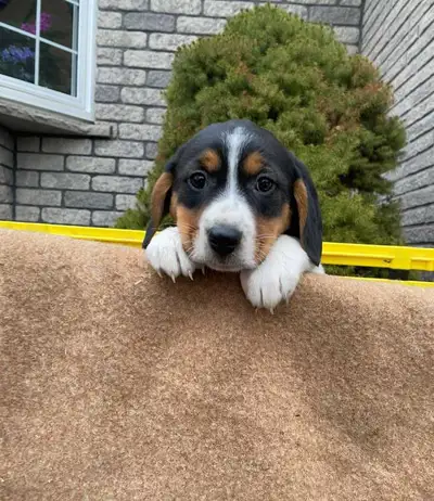 Mom - shepherd dad - walker hound . 2 females available $250 each . Last picture - mother. Mother an...