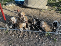 Old English bulldog puppies ready to go 