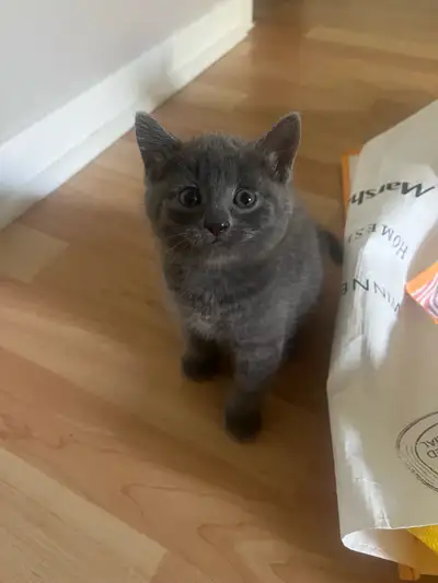 Chaton mâle tout gris très enjoué et curieux