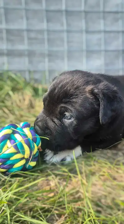 Purebred Cane Corso Puppies, View more
