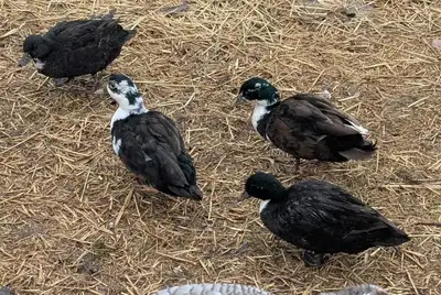 Call Duck Pairs, View more