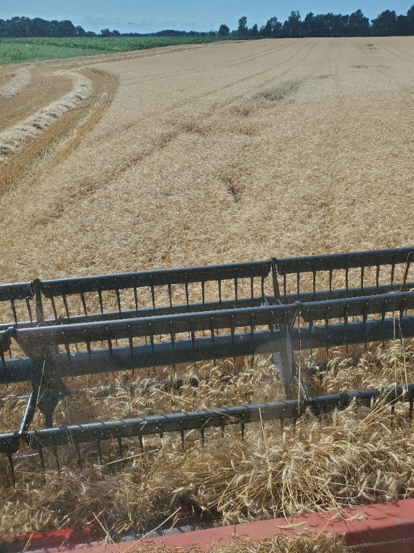 Wheat straw for sale. Farming Equipment ChathamKent Kijiji