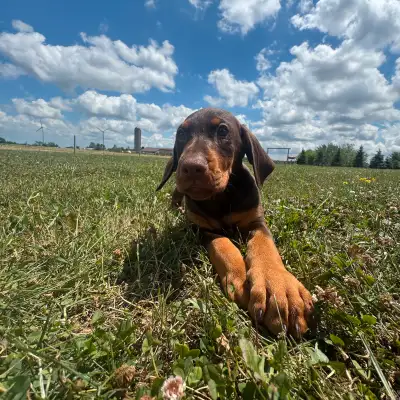 European Doberman Puppies, View more