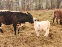 Speckle Park Cow Heifer Calf Pair