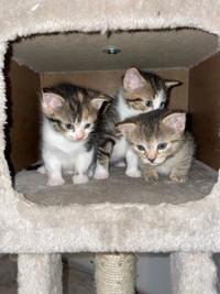 Kittens for Sale!