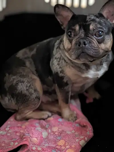 French Bulldog, View more