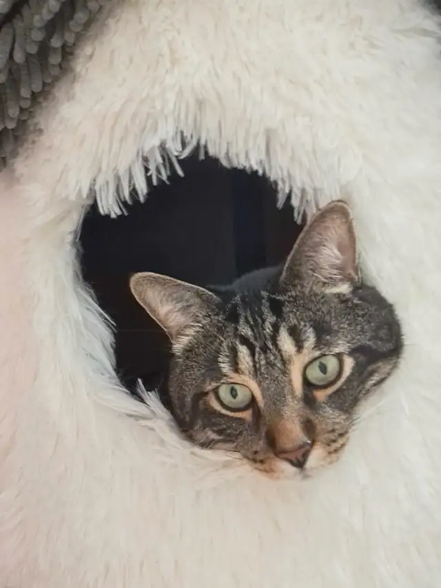 pet sitter/dog walker in Animal & Pet Services in Ottawa - Image 7