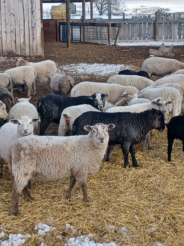 Farm Gate Lamb Sales in Other in Calgary - Image 2