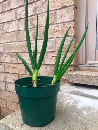 Egytian walking perennial onion, View more