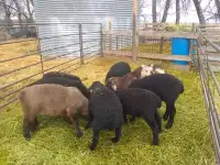 wether lambs