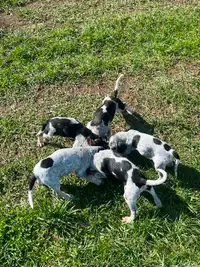 English/Treeing Walker hound pups for sale