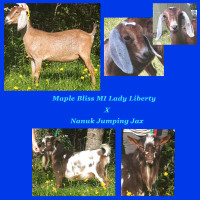 Bébés chèvres/chevreau Mini Nubian