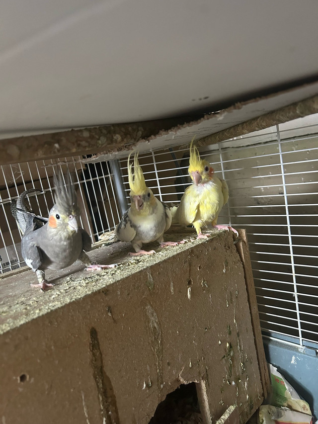 Cockatiel birds for sale dans Oiseaux à adopter  à Laval/Rive Nord