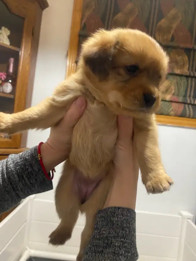 puppies looking forever home in Dogs & Puppies for Rehoming in Mississauga / Peel Region - Image 9