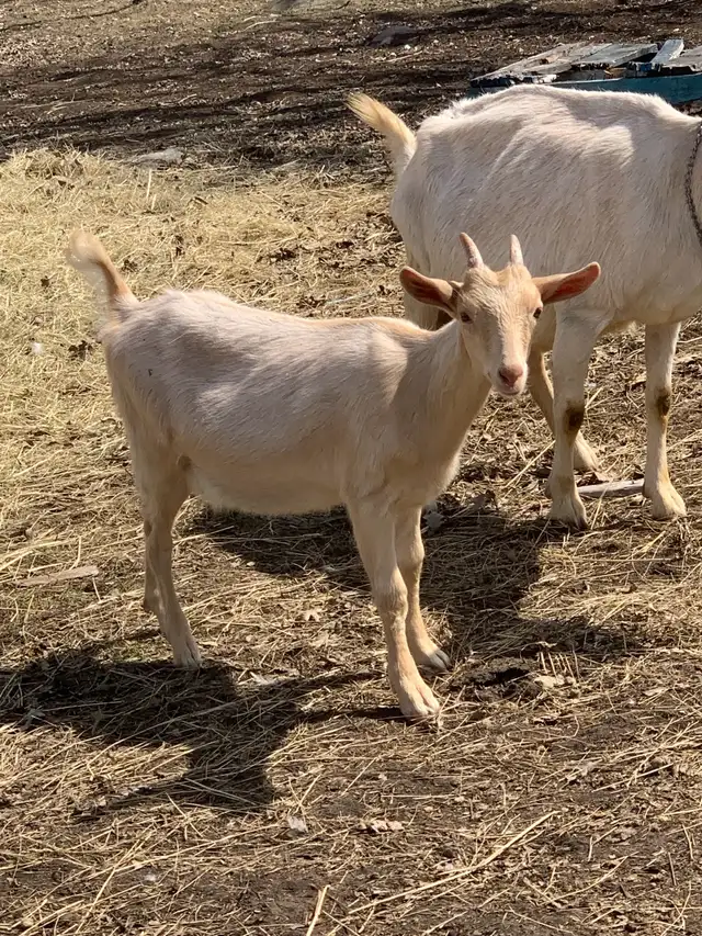 Mixed goats, Saanen + Lamancha in Livestock in Winnipeg - Image 3