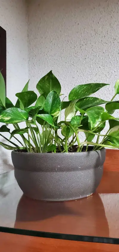 Pothos Plant, View more