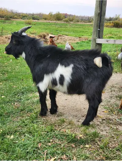Beautiful Nigerian dwarf goat looking for a new farm. Buck / Male He is around 10 months old. Born a...