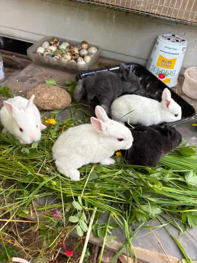 Young bunnies available., View more