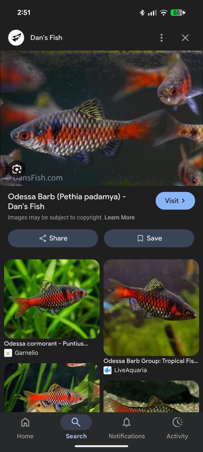 Aquarium Fish for Rehoming (tetras, barbs, goby), View more