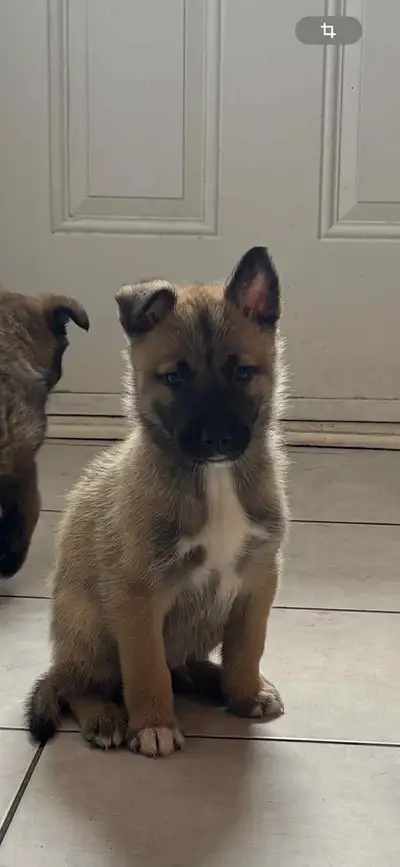 chiot malinois, View more