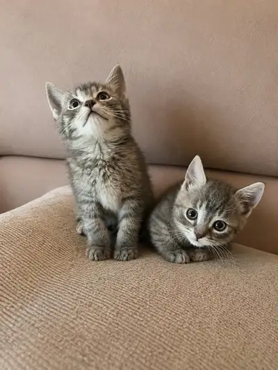 The Sweetest Munchkin Kitten, View more