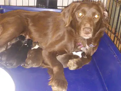 Beautiful Border Collie/Retriever mix puppies, View more