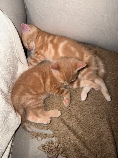 4 tabby/calico mix, View more