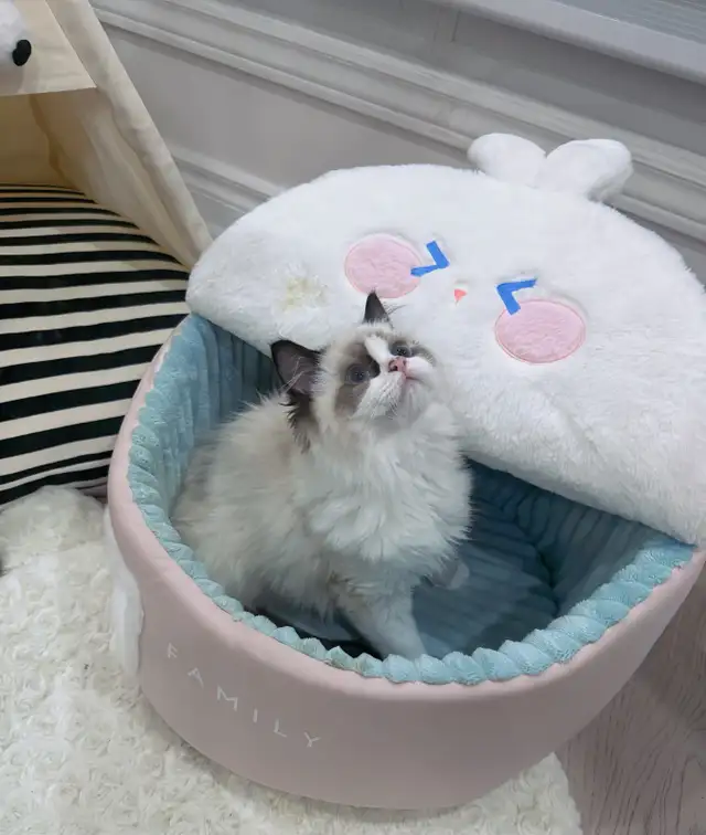 Cuddly BlueEyed Ragdoll Girl • Loves People • Ready for Her Home in Cats & Kittens for Rehoming in Markham / York Region - Image 4