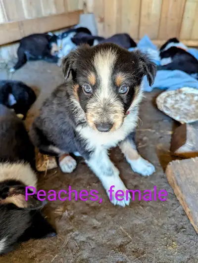 We have 14 beautiful border collie puppies! They are the sweetest little things, being cared for and...