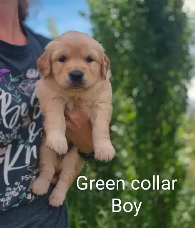 Goldador puppies - 2 boy and 1 girl left, View more