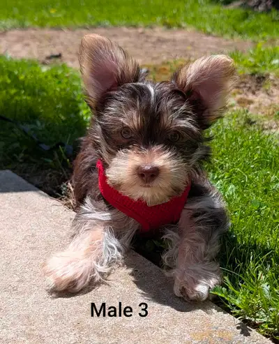 One Left - Male 3  -  Morkie Puppies – Ready for new home!, View more
