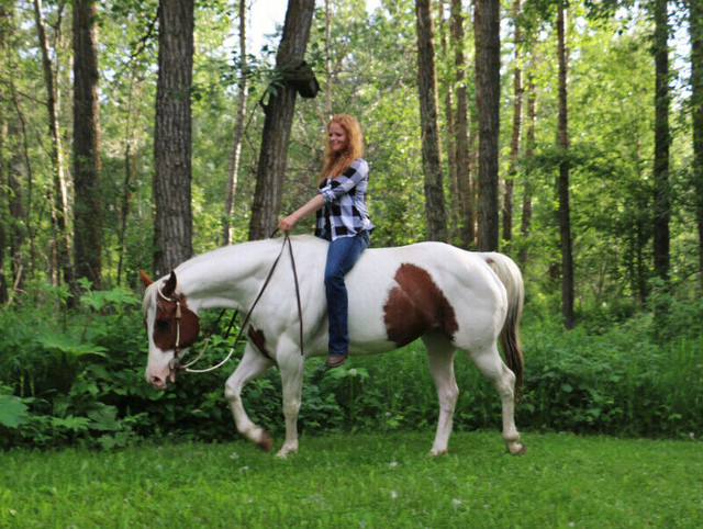 Experienced, Quality horse training & coaching in Horses & Ponies for Rehoming in Edmonton - Image 2