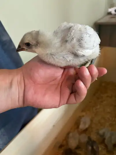 lavender Orpington chicks , View more