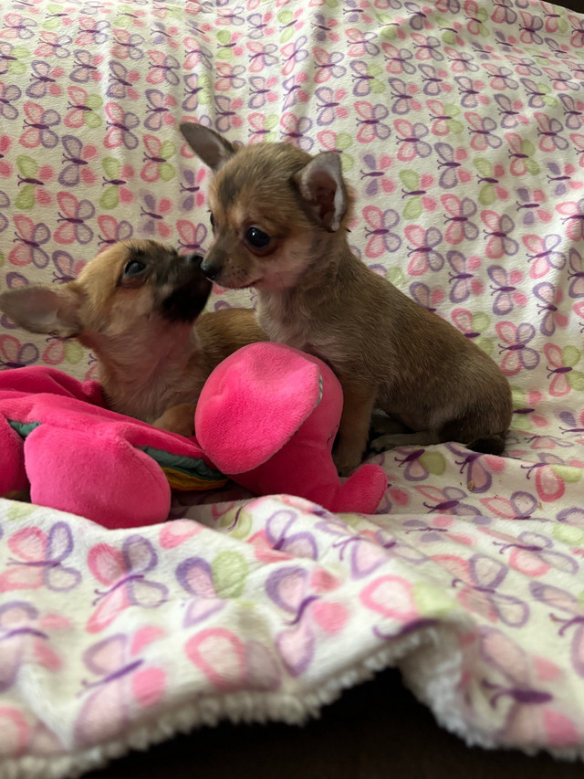 Chihuahua  in Dogs & Puppies for Rehoming in Norfolk County - Image 2
