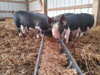Berkshire Weiner Pigs