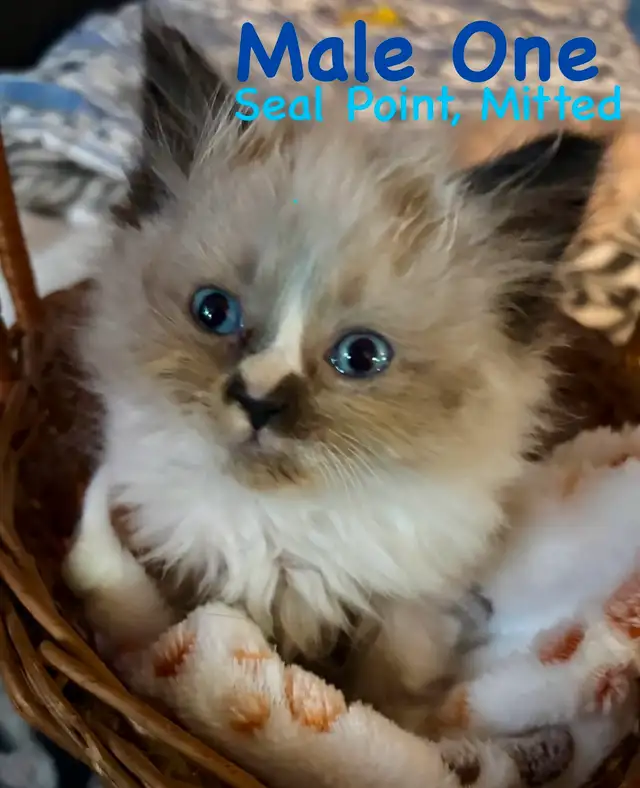 Last Purebred Traditional Ragdoll Kitten in Cats & Kittens for Rehoming in Annapolis Valley - Image 6