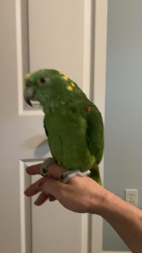 SOLD -amazon parrot