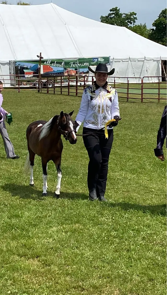 miniature mare for sale in Horses & Ponies for Rehoming in Oshawa / Durham Region - Image 3