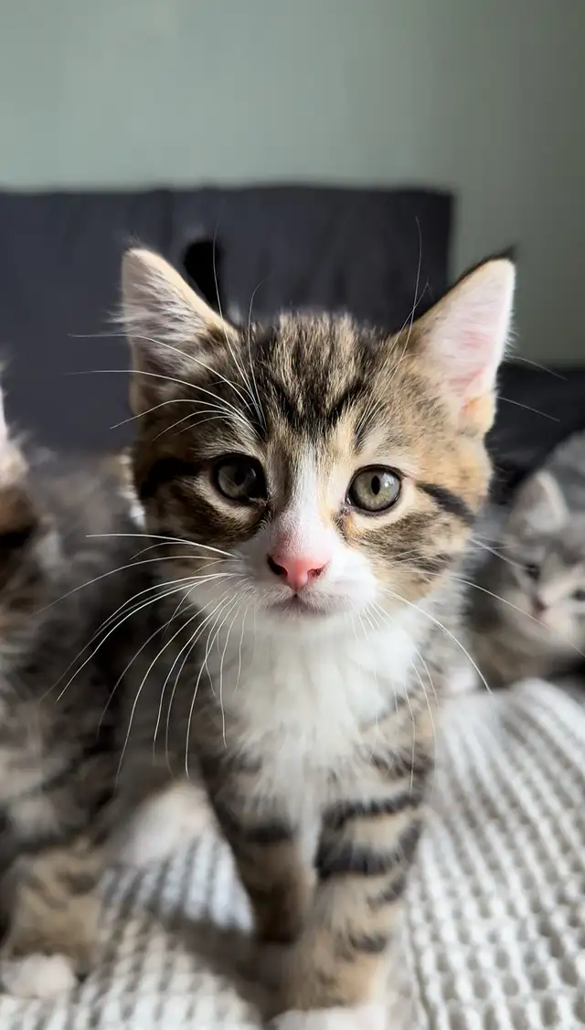 Chatons à vendre in Cats & Kittens for Rehoming in Longueuil / South Shore - Image 2